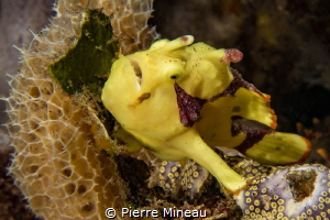Juvenile frog fish by Pierre Mineau 
